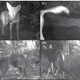Coyotes seen in eastern Panama. Coyotes (A) and (B) have traits consistent with interbreeding with feral dogs.